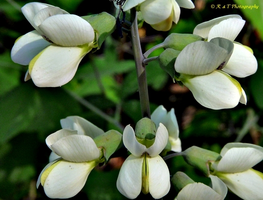 {Baptisia leucantha}